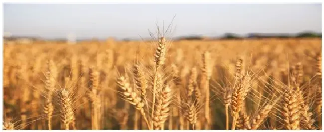 河南种植什么农作物最多 | 生活常识