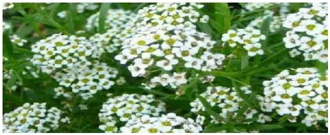 香雪球的种植方法 | 农业问题