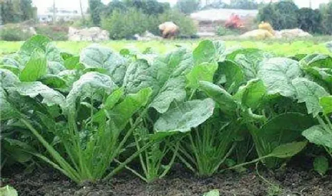 植物常识问题|怎样让菠菜种子发芽出苗快（种植前浸种催芽提高出苗率）