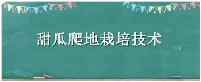 甜瓜爬地栽培技术 | 农业常识