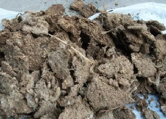 植物常识问题|三角梅施什么肥花开满树