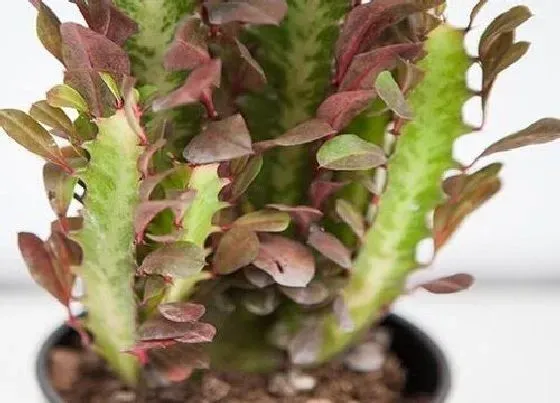植物常识问题|腐烂红龙骨扦插方法