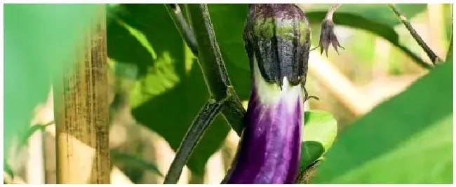 茄子籽的浸种催芽方法 | 科普知识