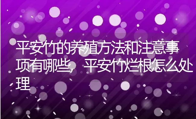 平安竹的养殖方法和注意事项有哪些,平安竹烂根怎么处理 | 养殖常见问题