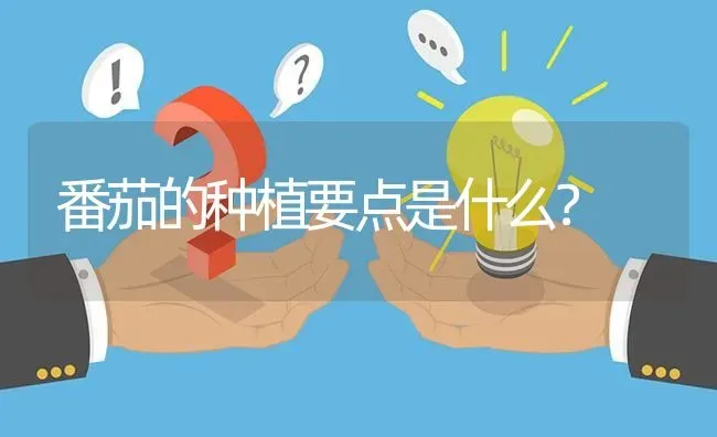 番茄的种植要点是什么? | 养殖问题解答