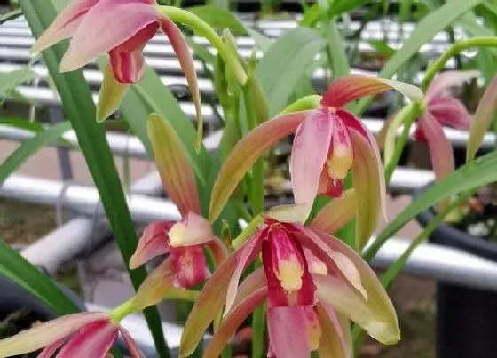 植物常识问题|秋季如何给兰花选择植料