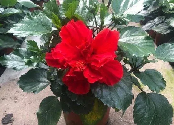植物常识问题|扶桑花新买的叶子蔫了怎么办（网购扶桑花上盆后叶片发蔫）