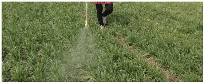 打除草剂的最佳时间，小麦封闭除草剂有哪些 | 科普知识