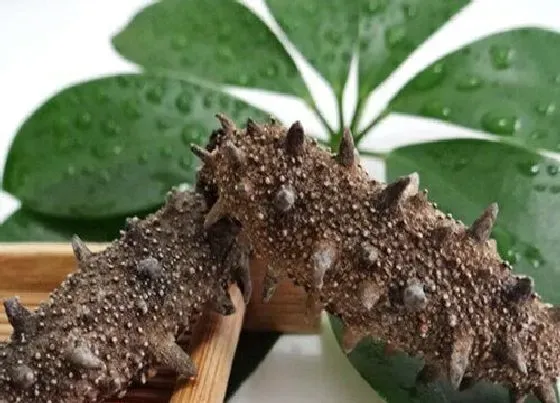 植物常识问题|海参的功效与作用