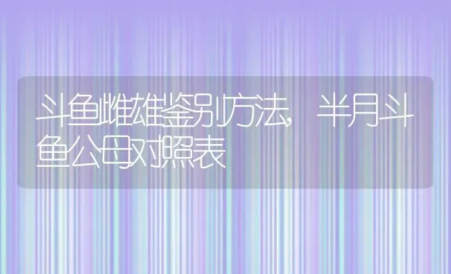 斗鱼雌雄鉴别方法,半月斗鱼公母对照表 | 养殖常见问题