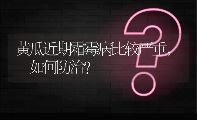 黄瓜近期霜霉病比较严重, 如何防治? | 养殖问题解答