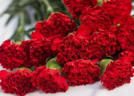 植物常识问题|康乃馨代表什么象征意义 红白黄粉色康乃馨代表的花语