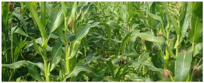 登海6188玉米种耐高温吗 | 农业常识