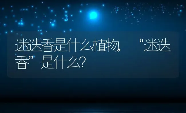 迷迭香是什么植物,“迷迭香”是什么？ | 养殖常见问题