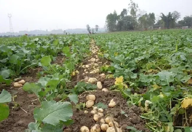 植物常识问题|土豆对肥料需求与需肥规律（种土豆施肥技术要点）