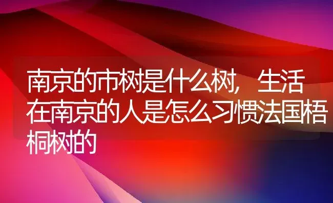 南京的市树是什么树,生活在南京的人是怎么习惯法国梧桐树的 | 养殖常见问题