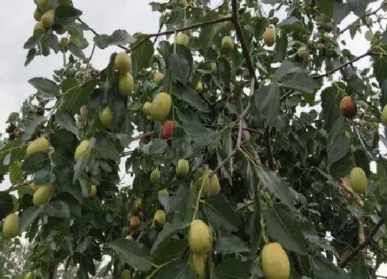 植物常识问题|龙须枣树怎么养殖  养殖方法