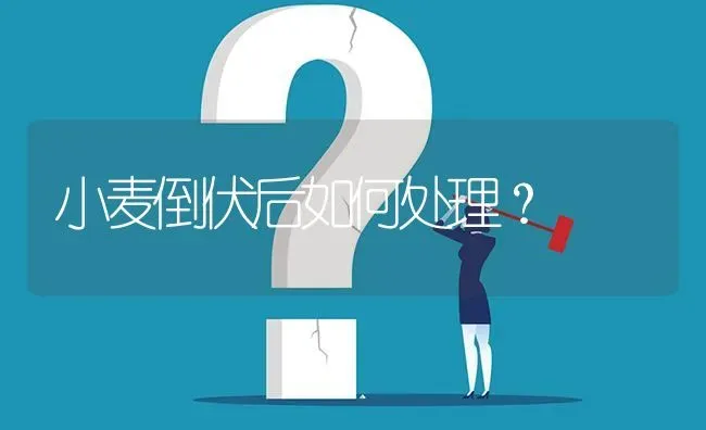 小麦倒伏后如何处理? | 养殖问题解答