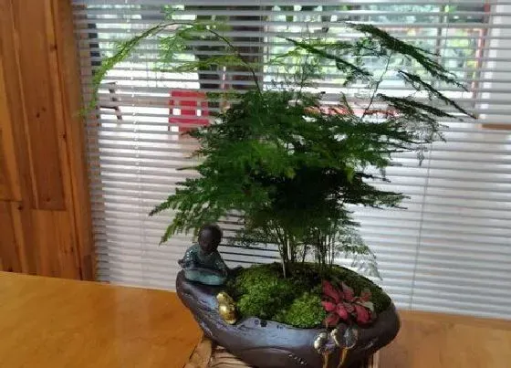 植物常识问题|文竹不够葱郁是什么原因导致的