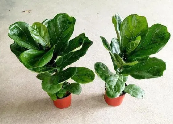 植物常识问题|琴叶榕夏天怎么养叶片宽大又碧绿
