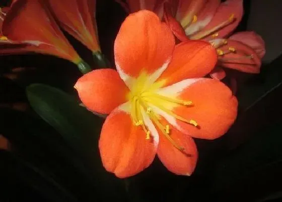 植物常识问题|君子兰叶片下垂该如何处理