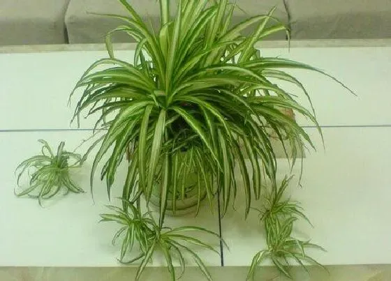 植物常识问题|如何解决吊兰叶片软趴趴的现象