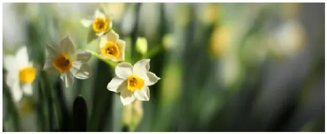 水仙花种植注意事项 | 生活常识