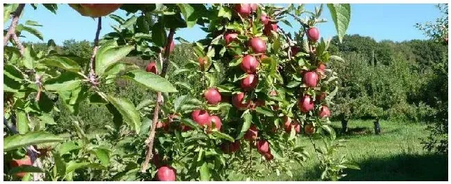 10亩苹果一年利润多少需要多少人管理 | 农业答疑