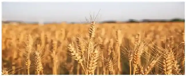 枣乡158小麦品种 | 三农答疑