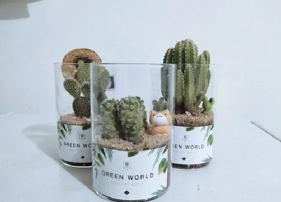 植物常识问题|秋季多肉植物长出气生根的解决办法