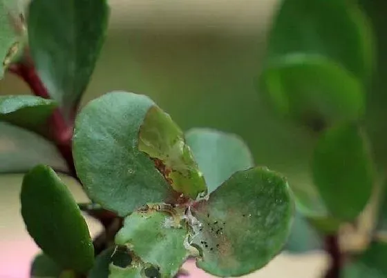 植物常识问题|长寿花叶片发黄发烂要怎么处理