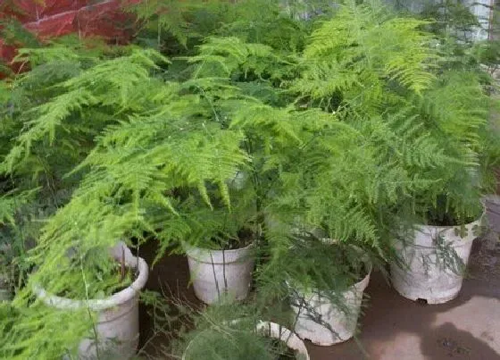 植物常识问题|春季文竹如何正确的打顶