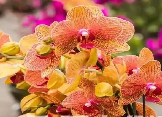 植物常识问题|蝴蝶兰怎么养护抽箭开花