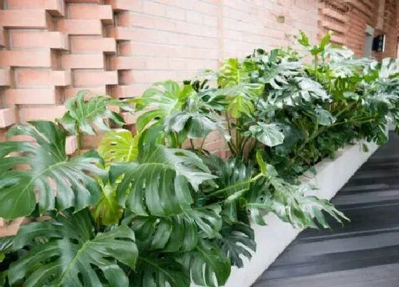 植物常识问题|龟背竹施什么肥新芽新叶总是蹭蹭冒