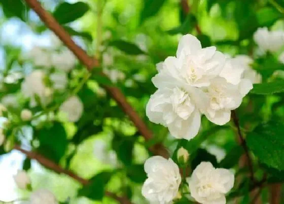 植物常识问题|茉莉花如何养护才能不断开花