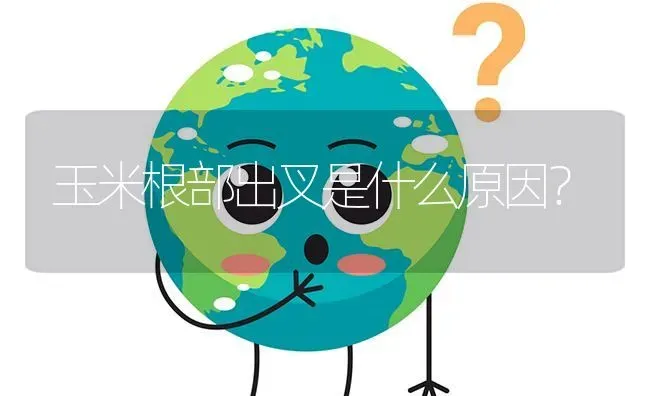 玉米根部出叉是什么原因? | 养殖问题解答