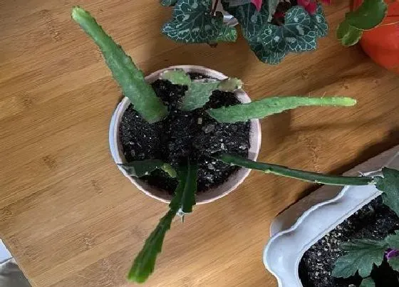 植物常识问题|扦插令箭荷花如何养护生长快