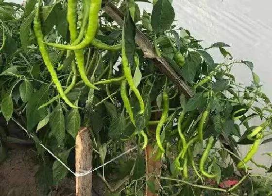 植物常识问题|怎样种植辣椒长得快又高产（如何对辣椒生长进行管理）