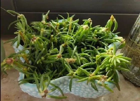 植物常识问题|太阳花适合室内养吗