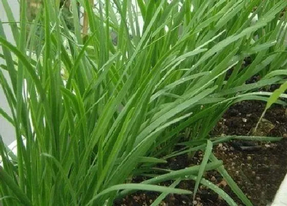 植物常识问题|韭菜栽种后需要注意什么（韭菜的种植方法和注意事项）