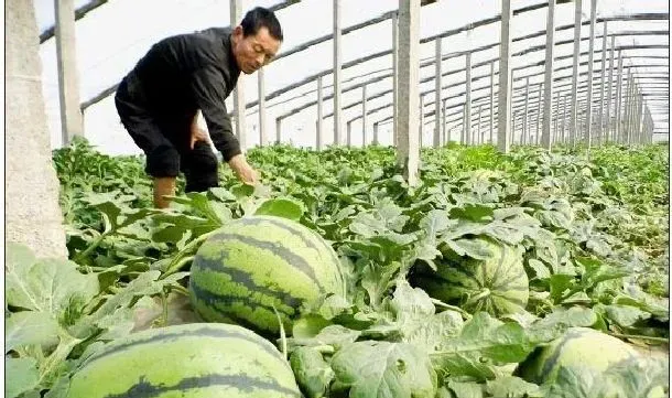 植物常识问题|西瓜苗怎么移栽种植才好（西瓜幼苗移植注意哪些问题）