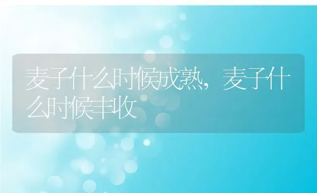 麦子什么时候成熟,麦子什么时候丰收 | 养殖常见问题