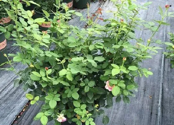 植物常识问题|光秃秃的月季怎么养芽儿多又壮