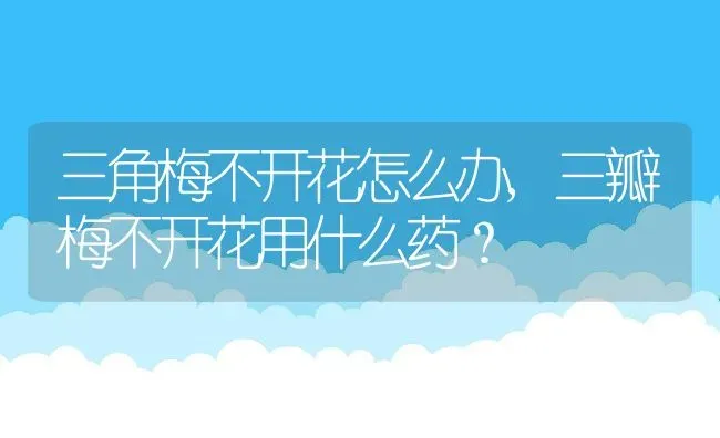 三角梅不开花怎么办,三瓣梅不开花用什么药？ | 养殖常见问题