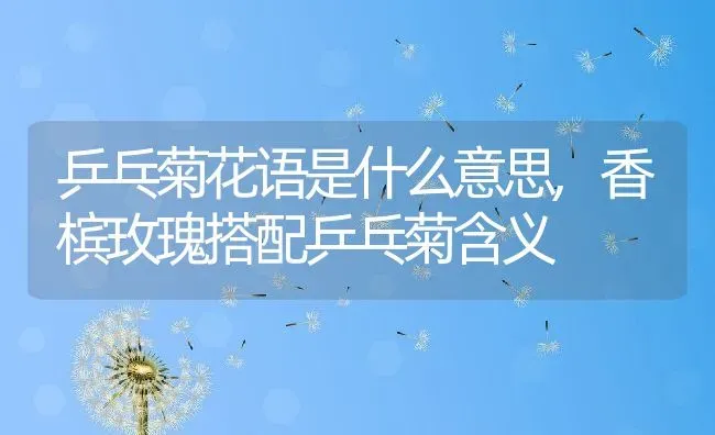 乒乓菊花语是什么意思,香槟玫瑰搭配乒乓菊含义 | 养殖常见问题