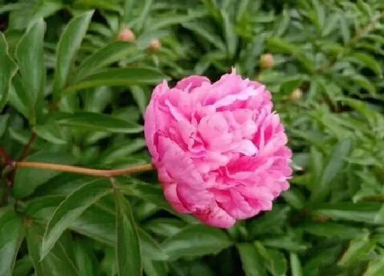 植物常识问题|芍药为什么不开花只长叶 芍药不开花的解决办法