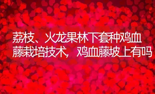 荔枝、火龙果林下套种鸡血藤栽培技术,鸡血藤坡上有吗 | 养殖常见问题