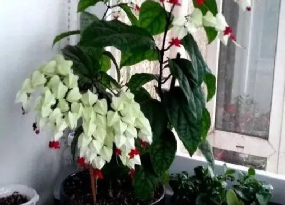 植物常识问题|夏季龙吐珠的养殖方法
