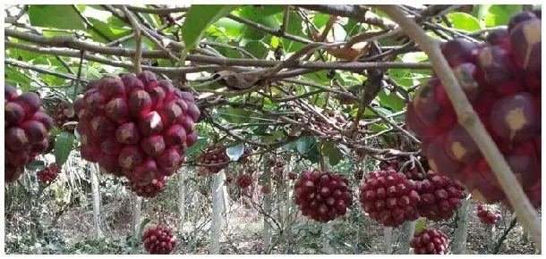 布福娜种植缺陷 | 三农答疑