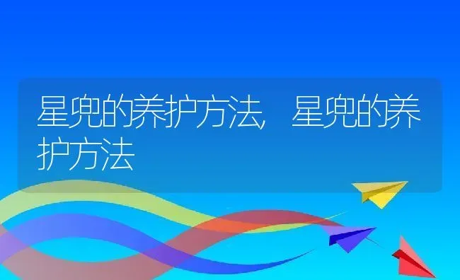 星兜的养护方法,星兜的养护方法 | 养殖常见问题